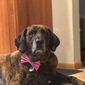 Meet your Posher, Sylvia